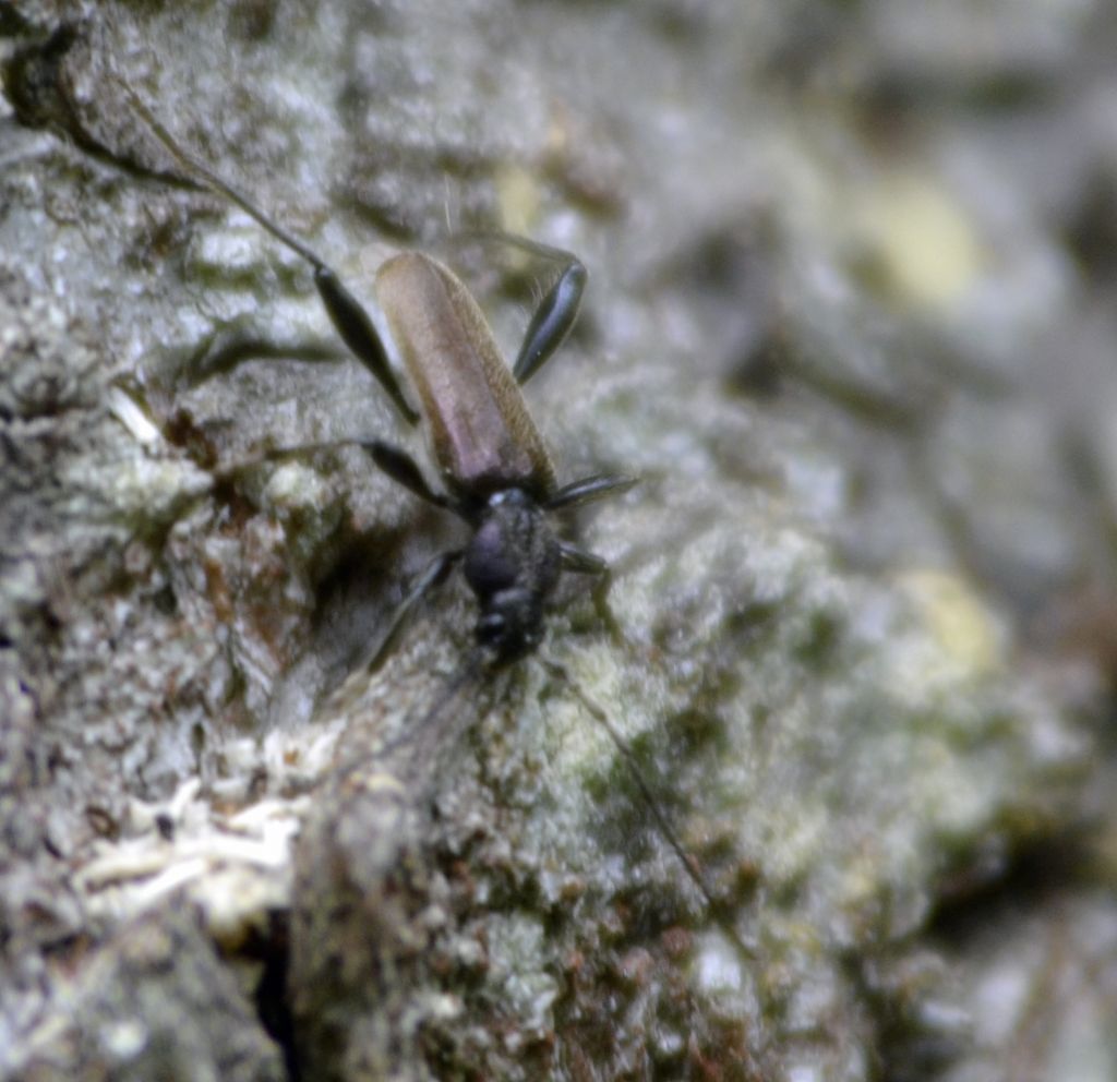 Callidium coriaceum e Tetropium castaneum, Cerambycidae